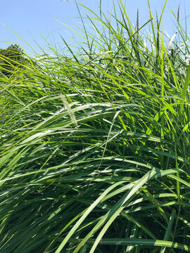 everglades sawgrass against blue sky as background
