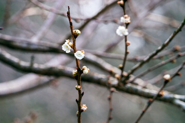 金沢を代表する観光名所・兼六園の早春の様子