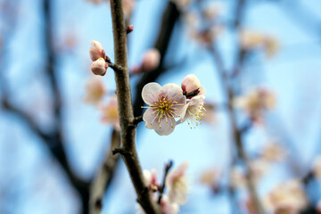 早春の金沢の公園に咲く梅の花