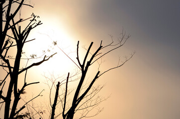 Fototapeta na wymiar 太陽と木