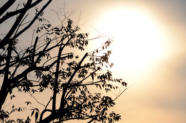 太陽と木