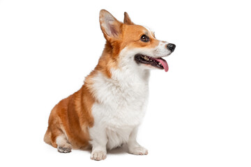 Funny fluffy young Pembroke Welsh Corgi puppy with pink tongue out sits posing for camera on white background close view