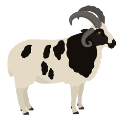 Jacob sheep Ram Farm animals Flat vector illustration Isolated object