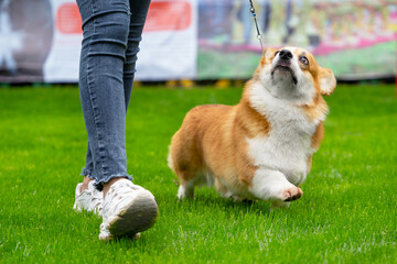 Lady trainer in jeans walks with funny little Pembroke Welsh Corgi on leash taking part in dog show...
