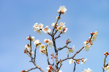 梅の花咲く金沢を代表する観光地・兼六園