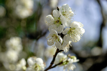 梅の花咲く金沢を代表する観光地・兼六園
