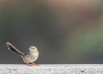 Plain prinia with tails up