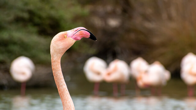 Portrait de flamant rose en Camargue