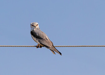 Black Shouldered Kite with red Eyes sitting on a wire
