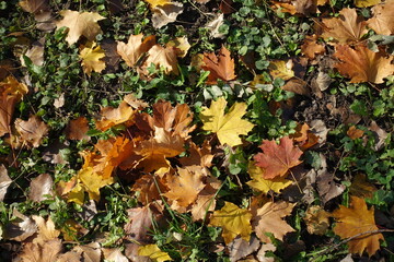 Reddish brown, orange and yellow fallen leaves of maple on the ground in mid October