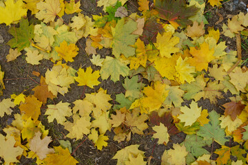 Top view of fallen leaves of maple on the ground in october