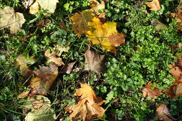 View of fallen leaves of maple on the ground from above