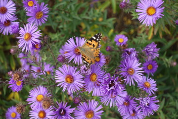 Vanessa cardui butterfly pollinating purple flowers of Michaelmas daisies in October