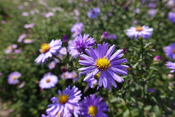 Obraz premium Lush violet flowers of Michaelmas daisies in September