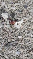 a lot of stone and shelves on the beach
