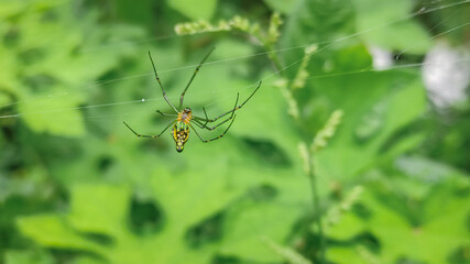 Colouful spider on a web