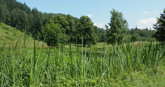 Sch&ouml;nau im Schwarzwald. Der Letzbergweiher, Entlang des Philosophenweges ist ein ganz idyllisches Pl&auml;tzchen, wo wir die Ruhe in vollen Z&uuml;gen genie&szlig;en k&ouml;nnen