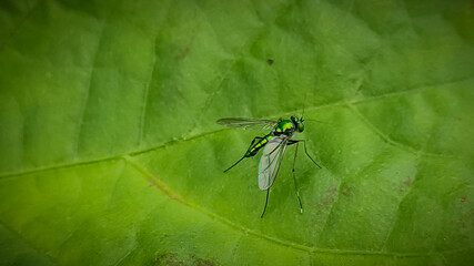fly on leaf