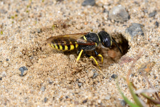 Bienenwolf // European Beewolf (Philanthus triangulum) 