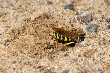 Nest building beewolf // Bienenwolf (Philanthus triangulum) 
