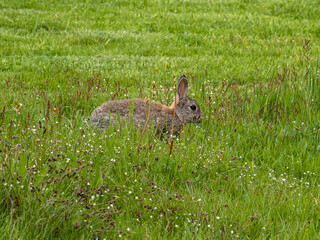 European rabbit, Common rabbit, Oryctolagus cuniculus sitting on a meadow in the village of Nebel in Amrum, Germany