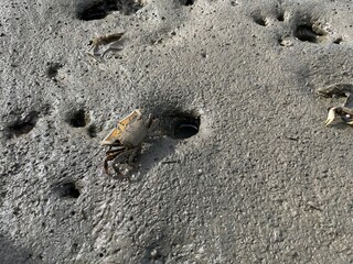 海と島と生き物たち