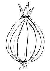 Outline onion illustration on a white background. Traced hand-drown illustration. Black and white contour drawing for a coloring book. Ingredient for cooking