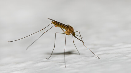 Closeup of common house mosquito profile on white background. Culex pipiens. Dangerous stinging insect with small red secretion droplets. Carrier of mosquito-borne diseases as malaria or encephalitis.