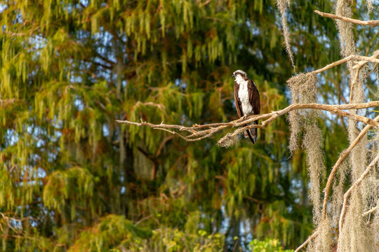 Osprey perched high in a tree surveying its domain.  Photographed at Circle-B-Reserve near Lakeland, Florida.  An internationally known nature reserve.