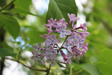 Lilac flowers on a tree among green foliage. Blooming branch. Natural background.