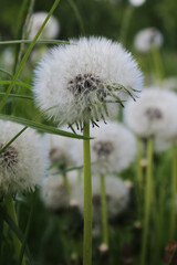 White fluffy dandelion in green grass. Blooming field plant. Natural background of flowers