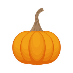 A bright autumn illustration with an image of a ripe pumpkin of a flattened shape in orange color. A ripe vegetable.A Halloween symbol. Vector illustration isolated on a white background