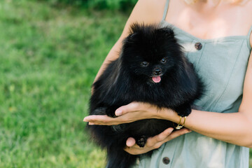 Black spitz posing on woman hands in the park. Close up, copy space for text, grass background.