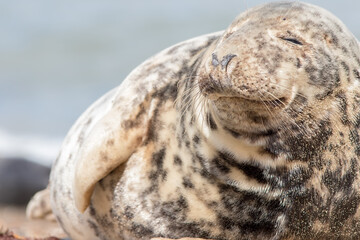 Close up of adult male grey seal. Cute animal close-up