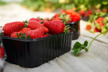 Close up of baskets with fresh strawberries for sale at farmers market. Concept of process preparing beautiful berries for sale in modern greenhouse. 