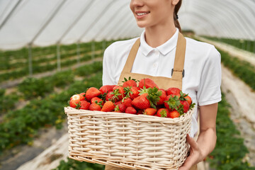 Closeup of woman's hands holding basket with organic garden summer strawberry tasty berries....