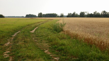 Fototapeta na wymiar Beautiful dirt road on the green yellow field, West Russian agricultural natural landscape
