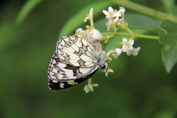 papillon posé
