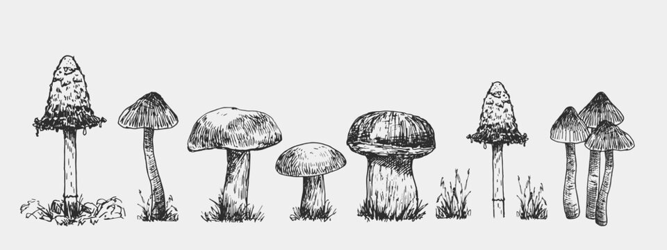 Set of mushrooms. Outline with grey background. Vector sketch illustration