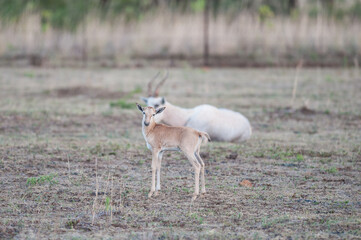 White Blesbok Calf