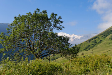 View of a tree in Genaldon river gorge and Caucasus Mountains on sunny summer day. North Ossetia–Alania, Caucasus, Russia.