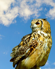 Eurasian eagle owl with blue sky