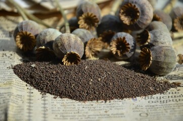 poppy and poppies 
мак и маковки