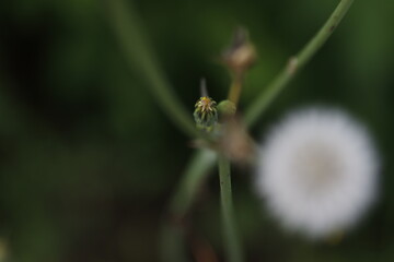 Close up of a plant in the park