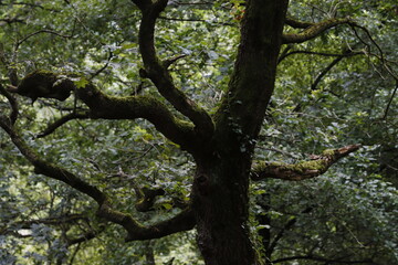 Forest in the evening