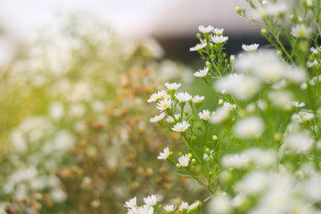 Beautiful white cutter flowers in meadow