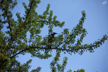 The crow is sitting on a branch. A bird in a tree.
