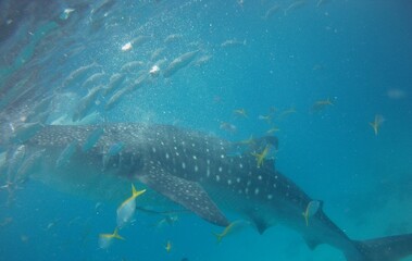 whale under the water