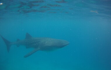 whale under the water
