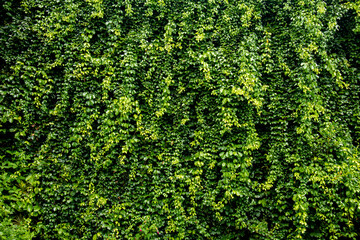 green leaves cat's claw creeper covered on fence wall background
